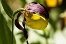 Gelber Frauenschuh (Cypripedium calceolus)