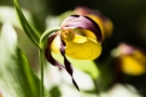 Gelber Frauenschuh (Cypripedium calceolus)