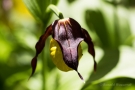 Gelber Frauenschuh (Cypripedium calceolus)