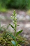 Bleiches Bleiches Waldvögelein (Cephalanthera damasonium)