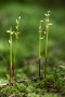 Korallenwurz (Corallorhiza trifida) im Fruchtstand