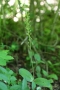 Großes Zweiblatt (Listera ovata, Syn.: Neottia ovata)