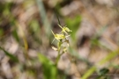 Torf-Glanzkraut (Liparis loeselii)