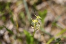 Torf-Glanzkraut (Liparis loeselii)