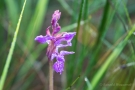 Traunsteiners Knabenkraut (Dactylorhiza traunsteineri)