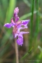 Traunsteiners Knabenkraut (Dactylorhiza traunsteineri)