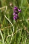 Traunsteiners Knabenkraut (Dactylorhiza traunsteineri)