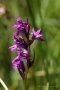 Traunsteiners Knabenkraut (Dactylorhiza traunsteineri)