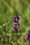Traunsteiners Knabenkraut (Dactylorhiza traunsteineri)