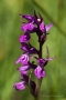 Traunsteiners Knabenkraut (Dactylorhiza traunsteineri)