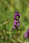 Traunsteiners Knabenkraut (Dactylorhiza traunsteineri)