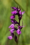 Traunsteiners Knabenkraut (Dactylorhiza traunsteineri)
