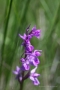 Traunsteiners Knabenkraut (Dactylorhiza traunsteineri)