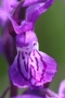 Traunsteiners Knabenkraut (Dactylorhiza traunsteineri)