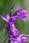 Traunsteiners Knabenkraut (Dactylorhiza traunsteineri)