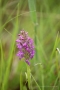 Fleischfarbenes Knabenkraut (Dactylorhiza incarnata)