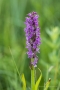 Fleischfarbenes Knabenkraut (Dactylorhiza incarnata)