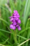 Fleischfarbenes Knabenkraut (Dactylorhiza incarnata)