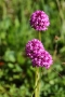 Pyramiden-Orchis (Anacamptis pyramidalis)