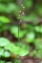 Kleines Zweiblatt (Listera cordata, Syn.: Neottia cordata)