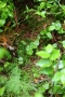 Kleines Zweiblatt (Listera cordata, Syn.: Neottia cordata)