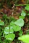 Kleines Zweiblatt (Listera cordata, Syn.: Neottia cordata)