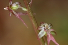Kleines Zweiblatt (Listera cordata, Syn.: Neottia cordata)
