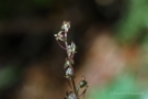 Kleines Zweiblatt (Listera cordata, Syn.: Neottia cordata)