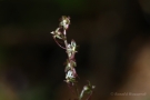 Kleines Zweiblatt (Listera cordata, Syn.: Neottia cordata)