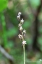 Kleines Zweiblatt (Listera cordata, Syn.: Neottia cordata)