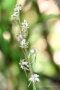 Kleines Zweiblatt (Listera cordata, Syn.: Neottia cordata)