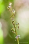 Kleines Zweiblatt Kleines Zweiblatt (Listera cordata, Syn.: Neottia cordata) (Stacking-Aufnahme)