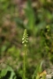 Weiße Höswurz (Pseudorchis albida; Syn.: Gymnadenia albida; Leucorchis albida)