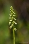 Weiße Höswurz (Pseudorchis albida; Syn.: Gymnadenia albida; Leucorchis albida)