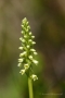 Weiße Höswurz (Pseudorchis albida; Syn.: Gymnadenia albida; Leucorchis albida)