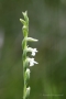 Sommer-Drehwurz (Spiranthes aestivalis)