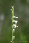 Sommer-Drehwurz (Spiranthes aestivalis)