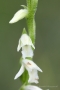 Sommer-Drehwurz (Spiranthes aestivalis)