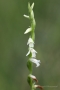 Sommer-Drehwurz (Spiranthes aestivalis)