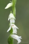 Sommer-Drehwurz (Spiranthes aestivalis)