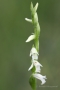 Sommer-Drehwurz (Spiranthes aestivalis)