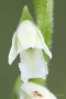 Sommer-Drehwurz (Spiranthes aestivalis)