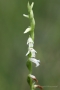 Sommer-Drehwurz (Spiranthes aestivalis)