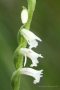 Sommer-Drehwurz (Spiranthes aestivalis)