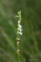 Sommer-Drehwurz (Spiranthes aestivalis)