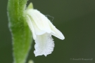 Sommer-Drehwurz (Spiranthes aestivalis)