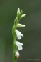 Sommer-Drehwurz (Spiranthes aestivalis)