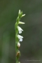 Sommer-Drehwurz (Spiranthes aestivalis)