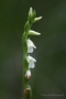 Sommer-Drehwurz (Spiranthes aestivalis)