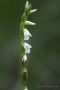 Sommer-Drehwurz (Spiranthes aestivalis)